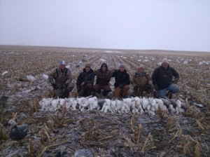 South Dakota spring snow goose hunts